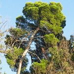 Pinus halepensis Habitat