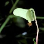 Begonia pavonina Gyümölcs