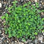 Alysicarpus vaginalis Leaf