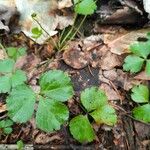 Coptis trifolia Hoja