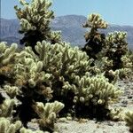 Cylindropuntia bigelovii Habitus