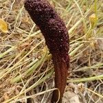 Cynomorium coccineum Leaf