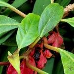 Drymonia coccinea Hoja