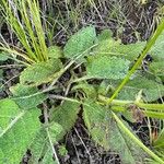 Salvia pratensis Leaf