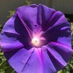 Ipomoea purpureaFlower