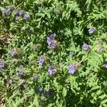 Phacelia distans Flower