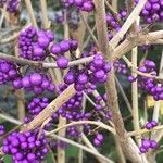 Callicarpa americana Φρούτο