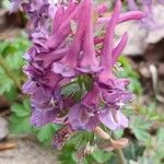 Corydalis solida Flor