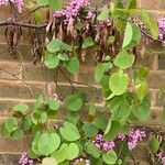 Cercis griffithii Leaf