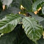 Coffea canephora برگ