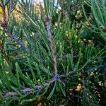Pinus monophylla Листок