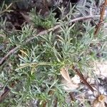 Artemisia campestris List