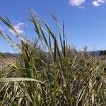 Typha orientalis Habit