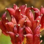 Rhodiola integrifolia Fruit