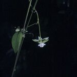 Cynanchum blandum