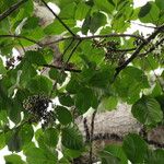 Lannea welwitschii Habitus