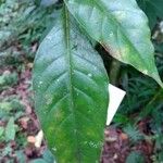 Palicourea guianensis Blatt