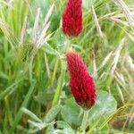 Trifolium incarnatum 花