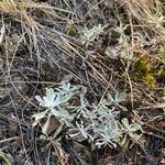 Antennaria parvifolia Агульны выгляд