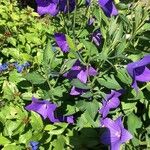 Platycodon grandiflorus Flower