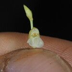 Utricularia uliginosa 花