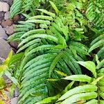 Stenochlaena tenuifolia Habitus