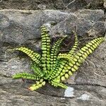 Asplenium trichomanesDeilen