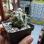 Ferocactus emoryiBlad