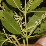 Laguncularia racemosa Plod