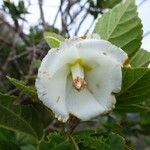 Trochetia granulata Blomst