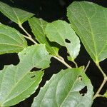 Macrohasseltia macroterantha List