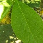 Pterostyrax hispidus Folla