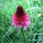 Gymnadenia nigra Flower