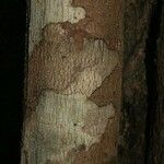 Lecythis idatimon Bark