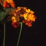 Lantana horrida Flor