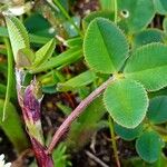 Trifolium occidentale ഇല