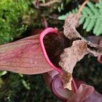 Sarracenia purpurea Lehti