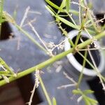 Asparagus aethiopicus 花