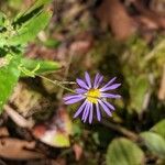 Symphyotrichum oolentangiense 花