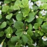 Bacopa repens Hoja