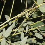 Desmodium procumbens Leaf