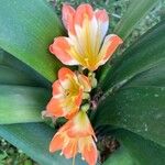 Clivia × cyrtanthiflora Blomma