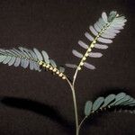 Phyllanthus urinaria 果實