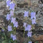 Campanula barbataKukka