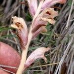 Orobanche caryophyllacea Flor