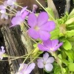 Pinguicula agnata Кветка