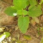 Teucrium scorodoniaBlatt