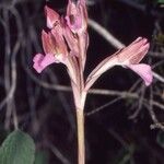 Anacamptis papilionacea Hábito
