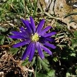 Anemone blanda Flower