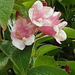 Weigela hortensis Flower